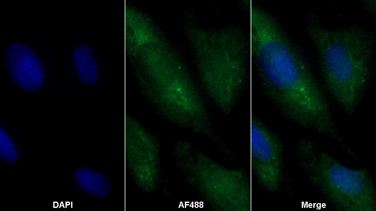 Western Blot; Sample: Lane1: Rat Thymus lysate; Lane2: THP1 cell lysate Primary Ab: 0.6ug/ml Mouse Anti-Human LY75 Antibody Second Ab: 0.2ug/mL HRP-Linked Caprine Anti-Mouse IgG Polyclonal Antibody