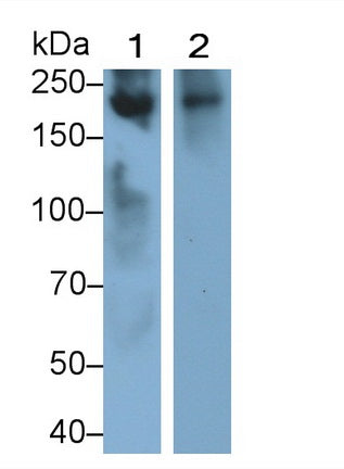 Lymphocyte Antigen 75 (LY75) Monoclonal Antibody - image 3