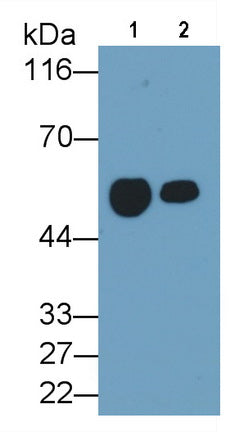 Cluster Of Differentiation 14 (CD14) Monoclonal Antibody - image 2