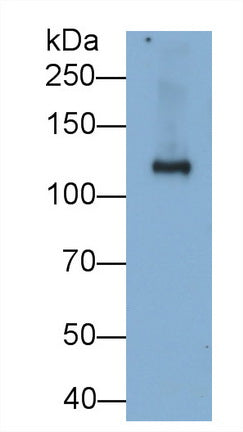 Sucrase Isomaltase (SI) Monoclonal Antibody - image 2