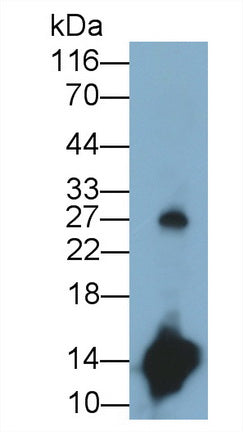 Cystatin 4 (CST4) Monoclonal Antibody - image 2