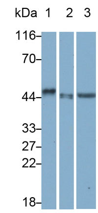 Surfactant Associated Protein D (SPD) Monoclonal Antibody - image 2