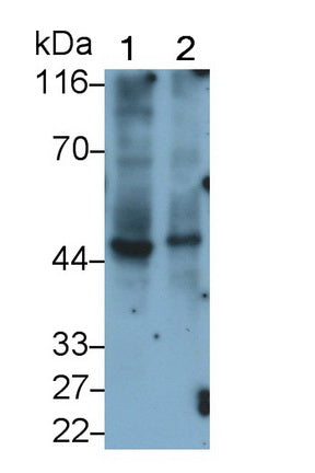 Peptidase Inhibitor 16 (PI16) Monoclonal Antibody - image 2