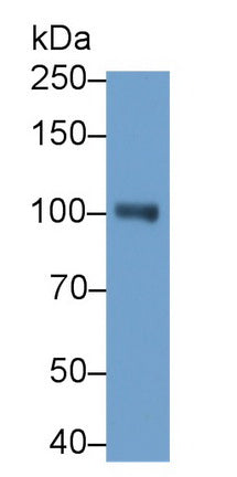 Neprilysin (CD10) Monoclonal Antibody - image 2