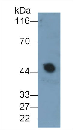 Alpha-2-Glycoprotein 1, Zinc Binding (aZGP1) Monoclonal Antibody - image 2