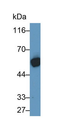 Cytokeratin 10 (CK10) Monoclonal Antibody - image 2