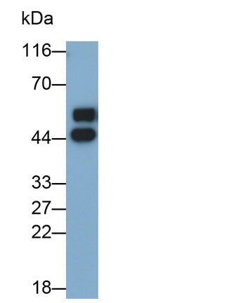 Alpha-2-Glycoprotein 1, Zinc Binding (aZGP1) Monoclonal Antibody - image 2