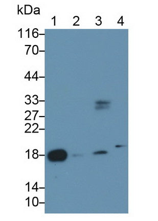 Cholecystokinin (CCK) Monoclonal Antibody - image 2