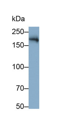 Angiotensin I Converting Enzyme (ACE) Monoclonal Antibody - image 2