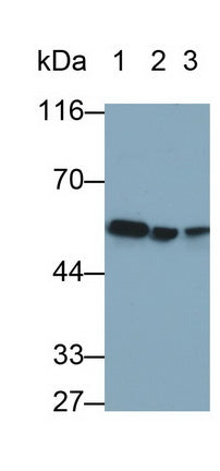 Desmin (Des) Monoclonal Antibody - image 2