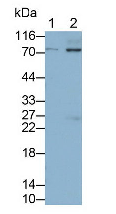 Cluster Of Differentiation 86 (CD86) Monoclonal Antibody - image 2