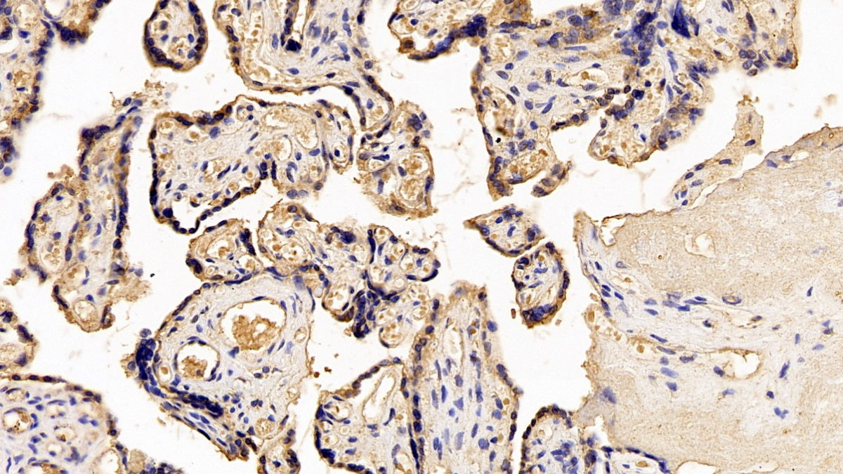 Western Blot; Sample: Lane1: Human Placenta lysate; Lane2: Rat Placenta lysate Primary Ab: 0.2ug/ml Mouse Anti-Human PL Antibody Second Ab: 0.2ug/mL HRP-Linked Caprine Anti-Mouse IgG Polyclonal Antibody