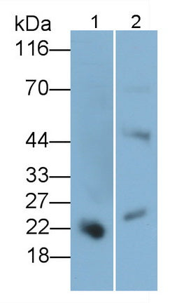 Western Blot; Sample: Human Placenta lysate; Primary Ab: 0.1ug/ml Mouse Anti-Human PL Antibody; Second Ab: 0.2ug/mL HRP-Linked Caprine Anti-Mouse IgG Polyclonal Antibody