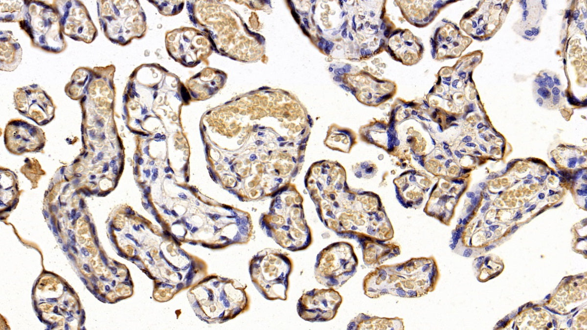 Western Blot; Sample: Human Placenta lysate Primary Ab: 0.05ug/ml Mouse Anti-Human PL Antibody Second Ab: 0.2ug/mL HRP-Linked Caprine Anti-Mouse IgG Polyclonal Antibody