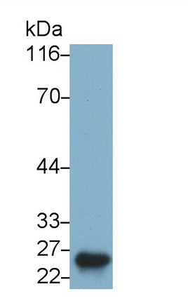Placental Lactogen (PL) Monoclonal Antibody - image 3