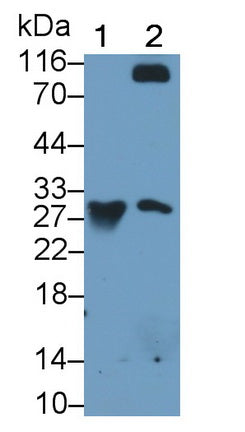 Granzyme K (GZMK) Monoclonal Antibody - image 2