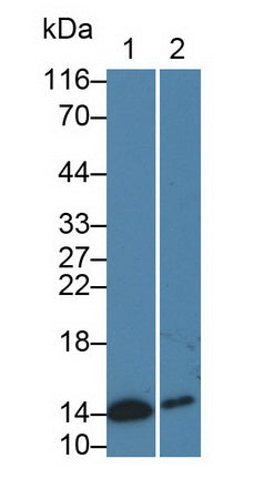 Cellular Retinoic Acid Binding Protein 2 (CRABP2) Monoclonal Antibody - image 3