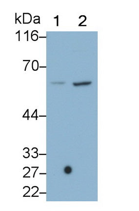 Caspase 8 (CASP8) Monoclonal Antibody - image 2