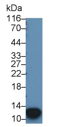 S100 Calcium Binding Protein A12 (S100A12) Monoclonal Antibody - image 3