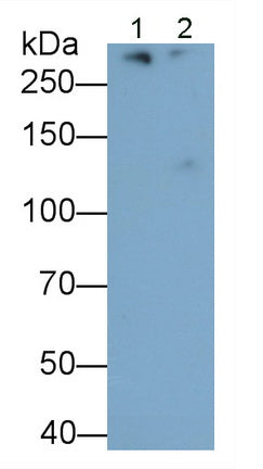 Apolipoprotein B (APOB) Monoclonal Antibody - image 2