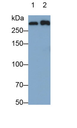 Apolipoprotein B (APOB) Monoclonal Antibody - image 2