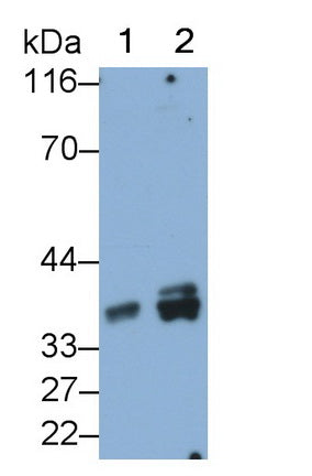 Growth Differentiation Factor 15 (GDF15) Monoclonal Antibody - image 2