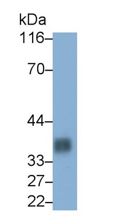 Cluster Of Differentiation 7 (CD7) Monoclonal Antibody - image 2