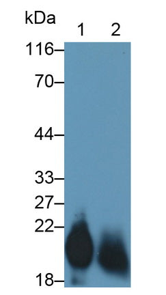 Cluster of Differentiation 59 (CD59) Monoclonal Antibody - image 2