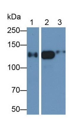 Alanine Aminopeptidase (AAP) Monoclonal Antibody - image 2