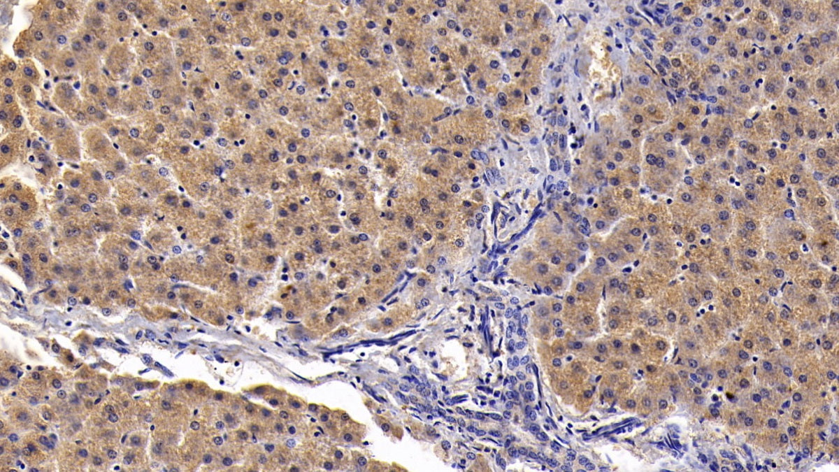 Western Blot; Sample: Porcine Serum Primary Ab: 2ug/ml Mouse Anti-Porcine CLU Antibody Second Ab: 0.2ug/mL HRP-Linked Caprine Anti-Mouse IgG Polyclonal Antibody
