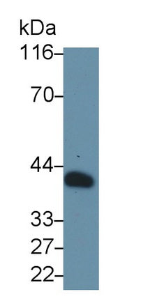 Clusterin (CLU) Monoclonal Antibody - image 4