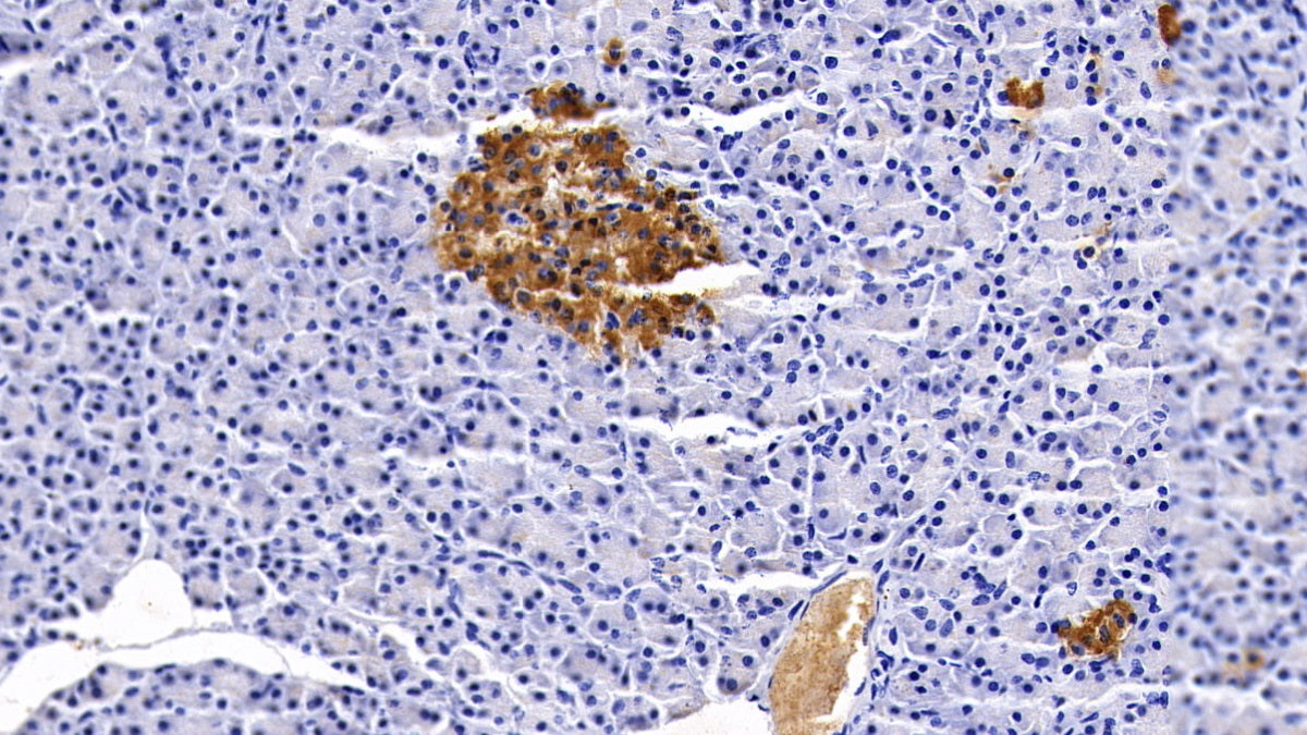 DAB staining on IHC-P; Sample: Porcine Liver Tissue; Primary Ab: 20ug/ml Mouse Anti-Porcine CLU Antibody; Second Ab: 2ug/mL HRP-Linked Caprine Anti-Mouse IgG Polyclonal Antibody