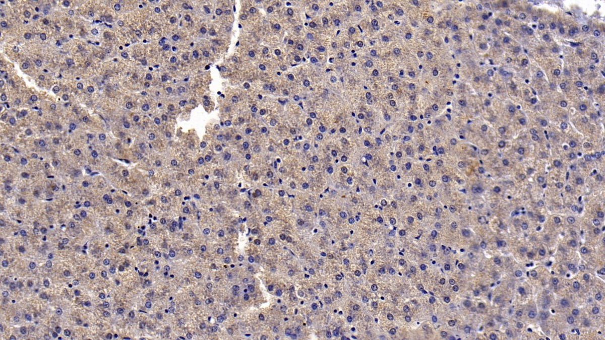 Western Blot; Sample: Porcine Serum Primary Ab: 2ug/ml Mouse Anti-Porcine CLU Antibody Second Ab: 0.2ug/mL HRP-Linked Caprine Anti-Mouse IgG Polyclonal Antibody
