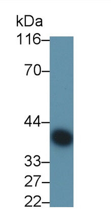 Clusterin (CLU) Monoclonal Antibody - image 4