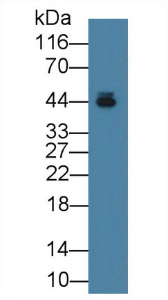 Alpha-2-Glycoprotein 1, Zinc Binding (aZGP1) Monoclonal Antibody - image 2