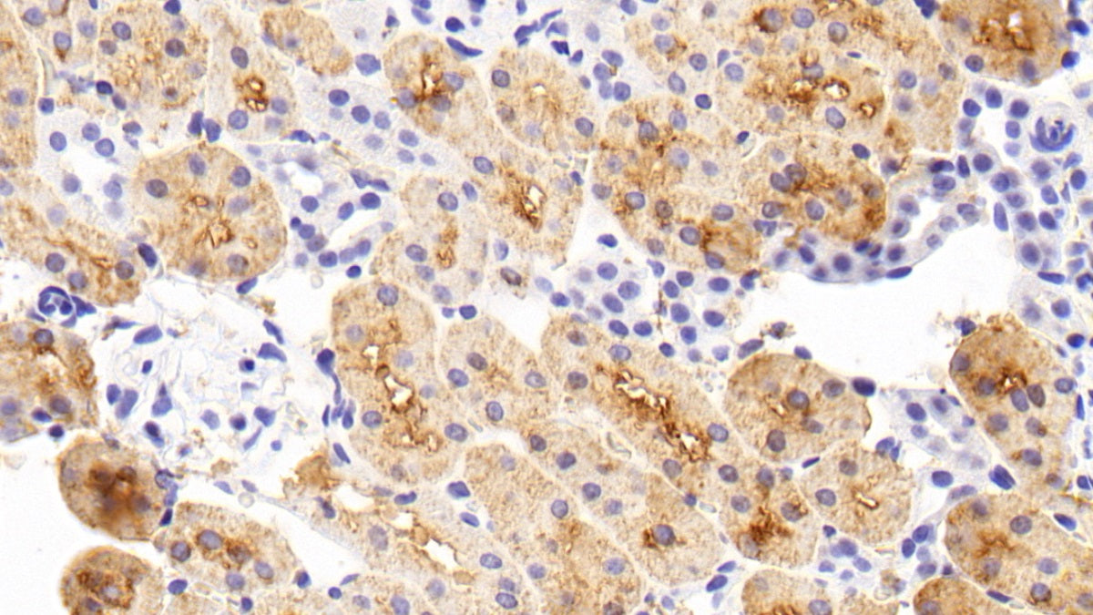Cyclophilin A (CYPA) Monoclonal Antibody - image 3