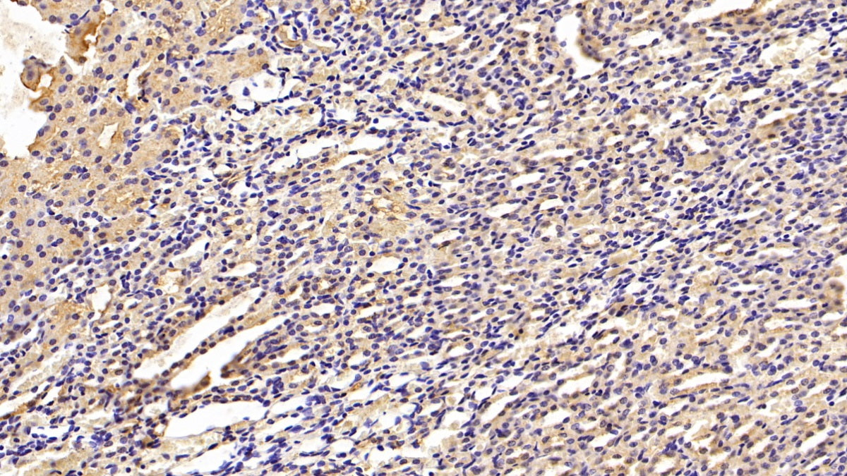 Caspase 6 (CASP6) Monoclonal Antibody - image 5