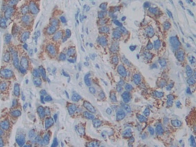 Anterior Gradient 2 (AGR2) Monoclonal Antibody - image 3