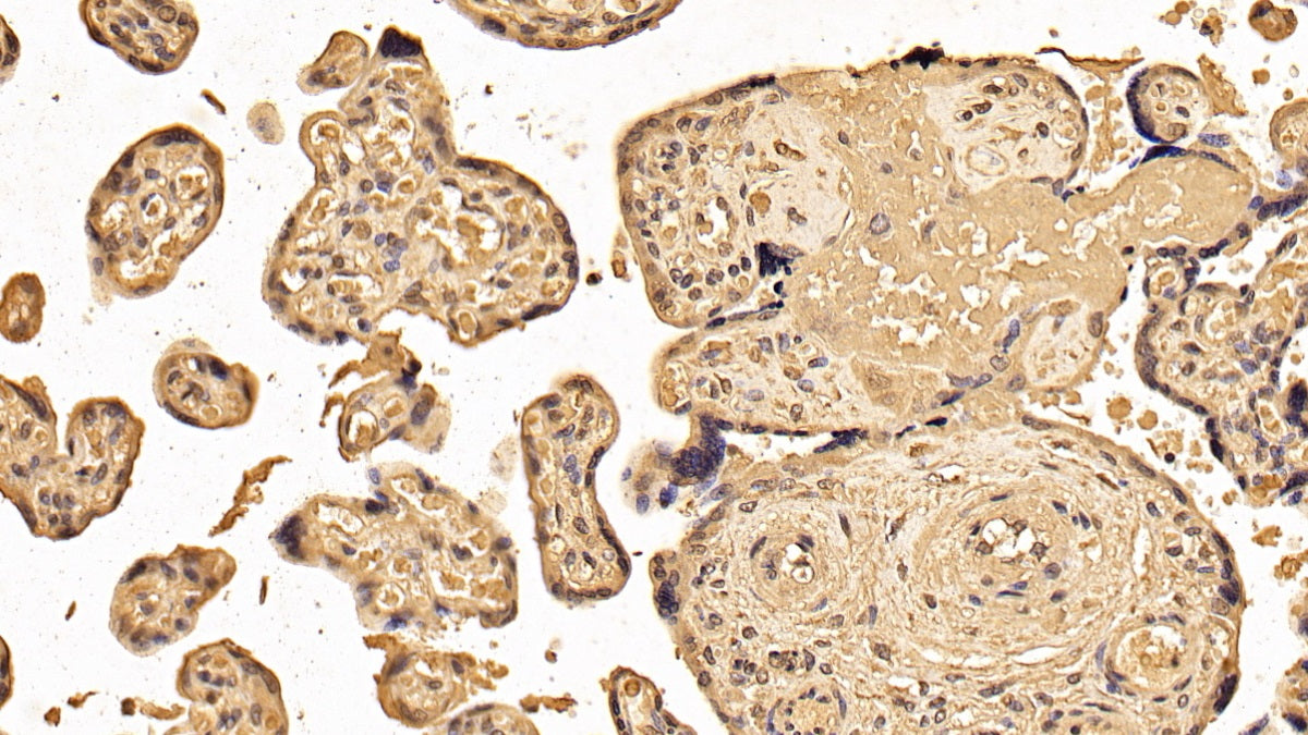 DAB staining on IHC-P; Sample: Porcine Uterus Tissue; Primary Ab: 30ug/ml Mouse Anti-Human YWHAz Antibody; Second Ab: 2ug/mL HRP-Linked Caprine Anti-Mouse IgG Polyclonal Antibody