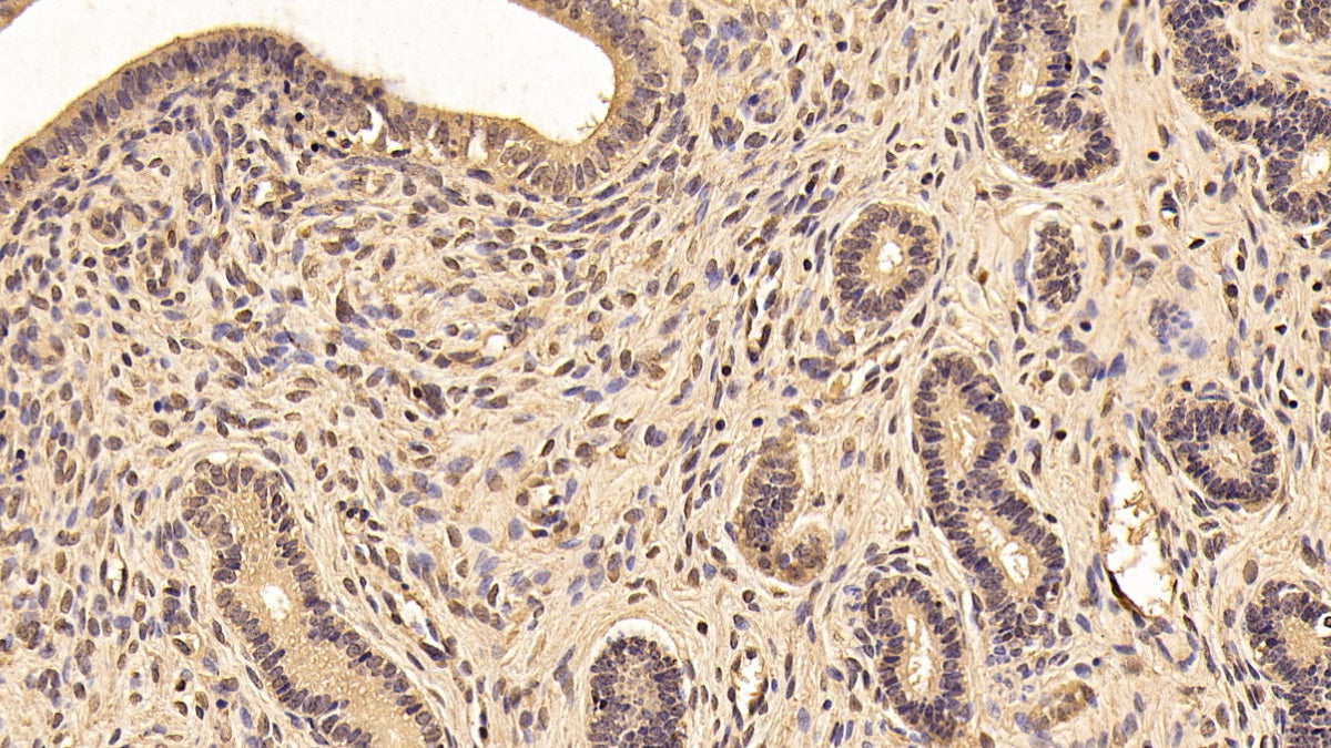 DAB staining on IHC-P; Sample: Porcine Cardiac Muscle Tissue; Primary Ab: 30ug/ml Mouse Anti-Human YWHAz Antibody; Second Ab: 2ug/mL HRP-Linked Caprine Anti-Mouse IgG Polyclonal Antibody