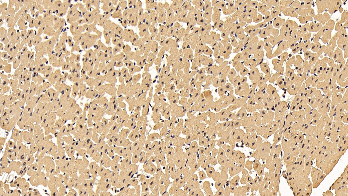 DAB staining on IHC-P; Sample: Porcine Stomach Tissue; Primary Ab: 30ug/ml Mouse Anti-Human YWHAz Antibody; Second Ab: 2ug/mL HRP-Linked Caprine Anti-Mouse IgG Polyclonal Antibody