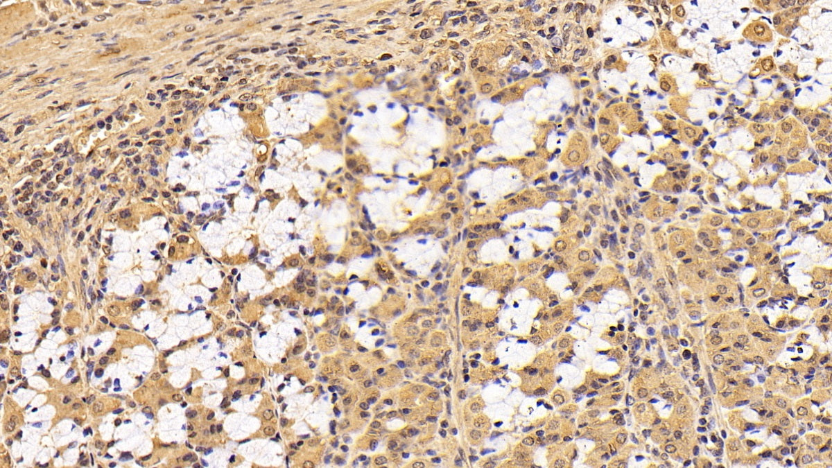 Tyrosine 3/Tryptophan 5 Monooxygenase Activation Protein Zeta (YWHAz) Monoclonal Antibody - image 5