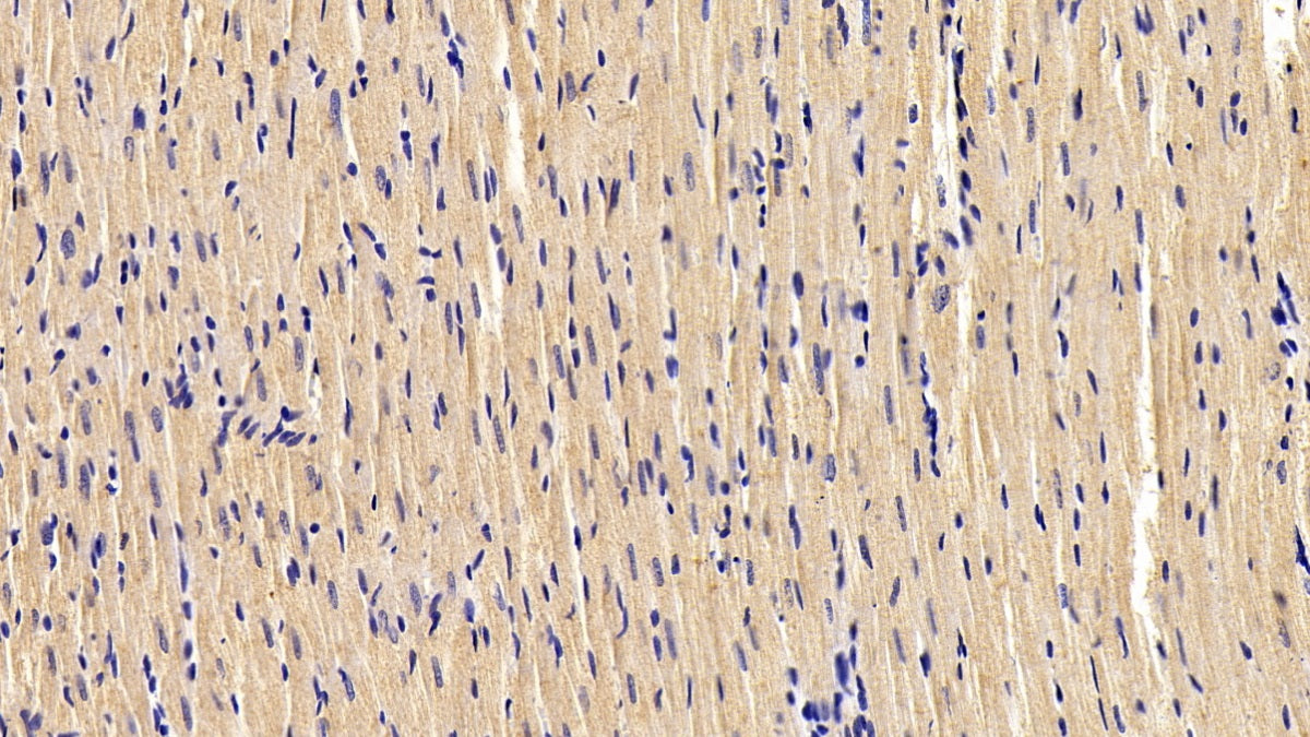 Desmin (Des) Monoclonal Antibody - image 2