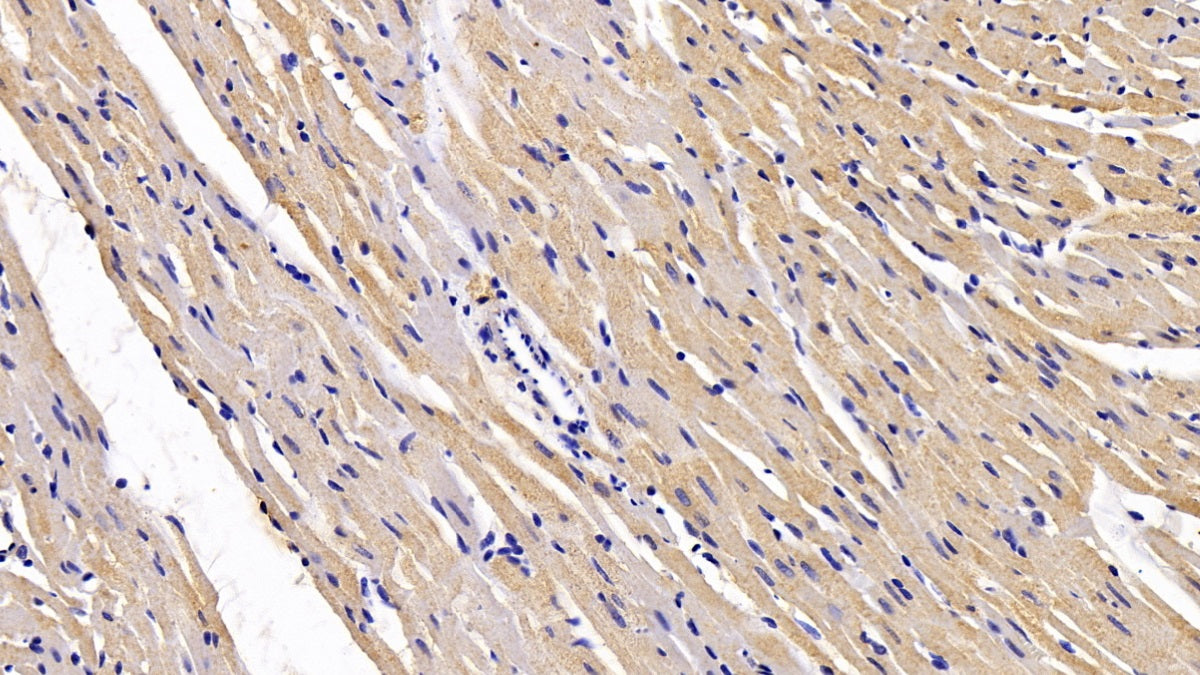 Secreted Frizzled Related Protein 1 (SFRP1) Monoclonal Antibody - image 3