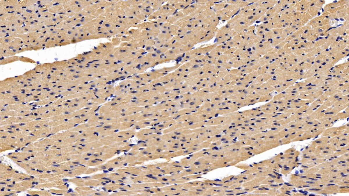DAB staining on IHC-P; Sample: Rat Testis Tissue; Primary Ab: 30ug/ml Mouse Anti-Rat SFRP1 Antibody; Second Ab: 2ug/mL HRP-Linked Caprine Anti-Mouse IgG Polyclonal Antibody