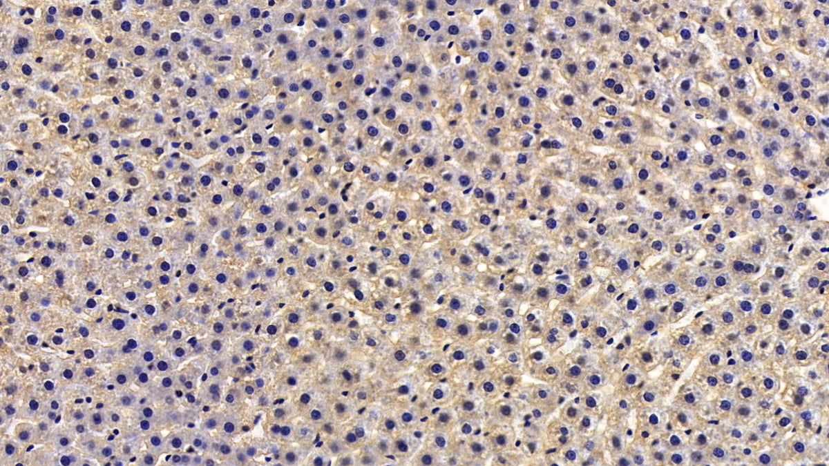 Secreted Frizzled Related Protein 1 (SFRP1) Monoclonal Antibody - image 5