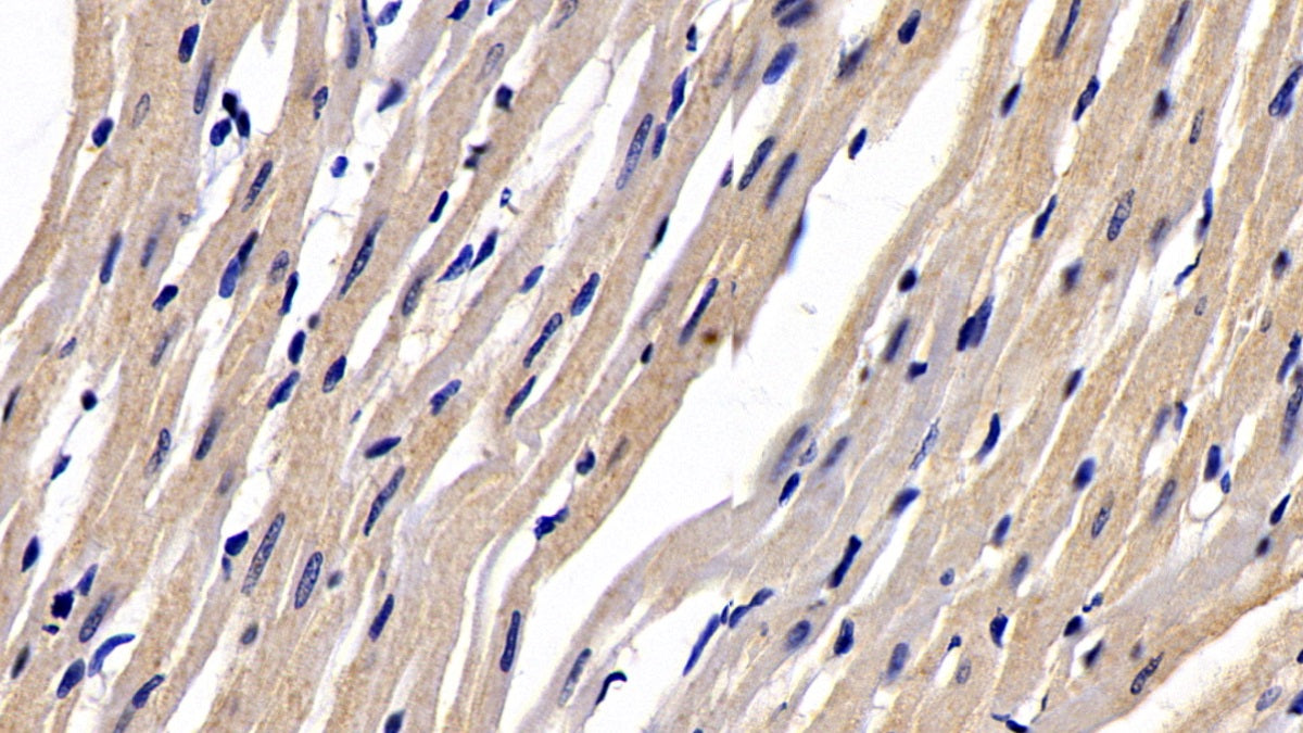 Secreted Frizzled Related Protein 1 (SFRP1) Monoclonal Antibody - image 2
