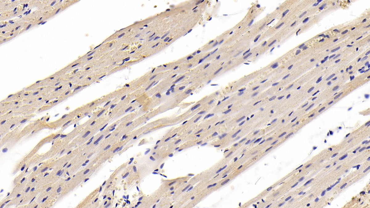 Myosin Heavy Chain 1 (MYH1) Monoclonal Antibody - image 2