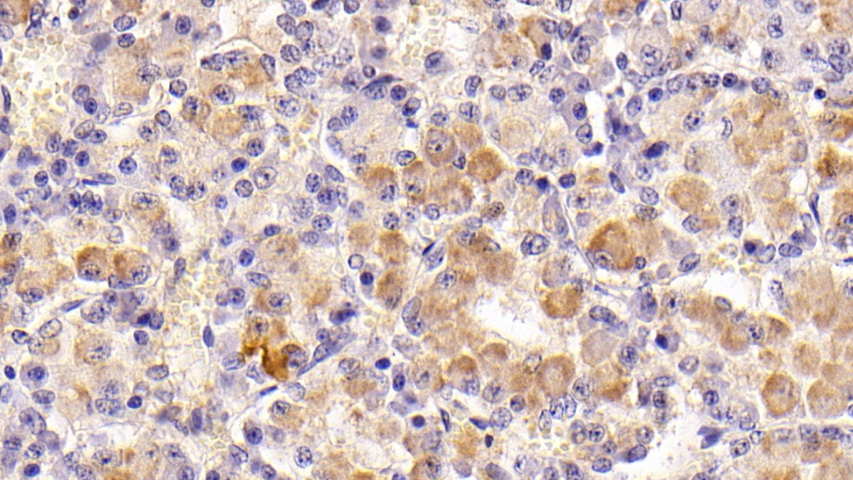Follicle Stimulating Hormone Beta (FSHb) Monoclonal Antibody - image 2