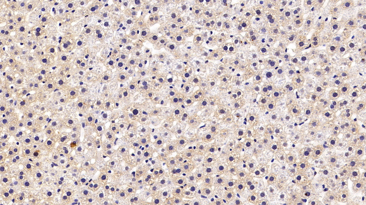 DAB staining on IHC-P; Sample: Rat Testis Tissue; Primary Ab: 30ug/ml Mouse Anti-Rat vHL Antibody; Second Ab: 2ug/mL HRP-Linked Caprine Anti-Mouse IgG Polyclonal Antibody